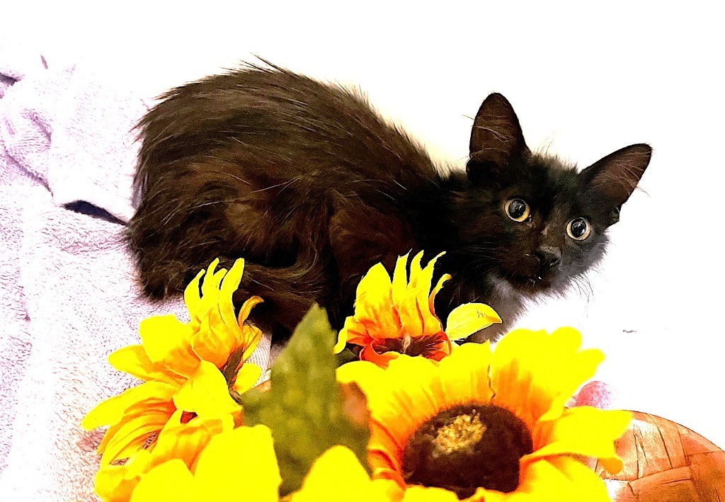 Onyx