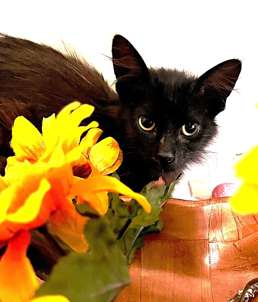 Onyx