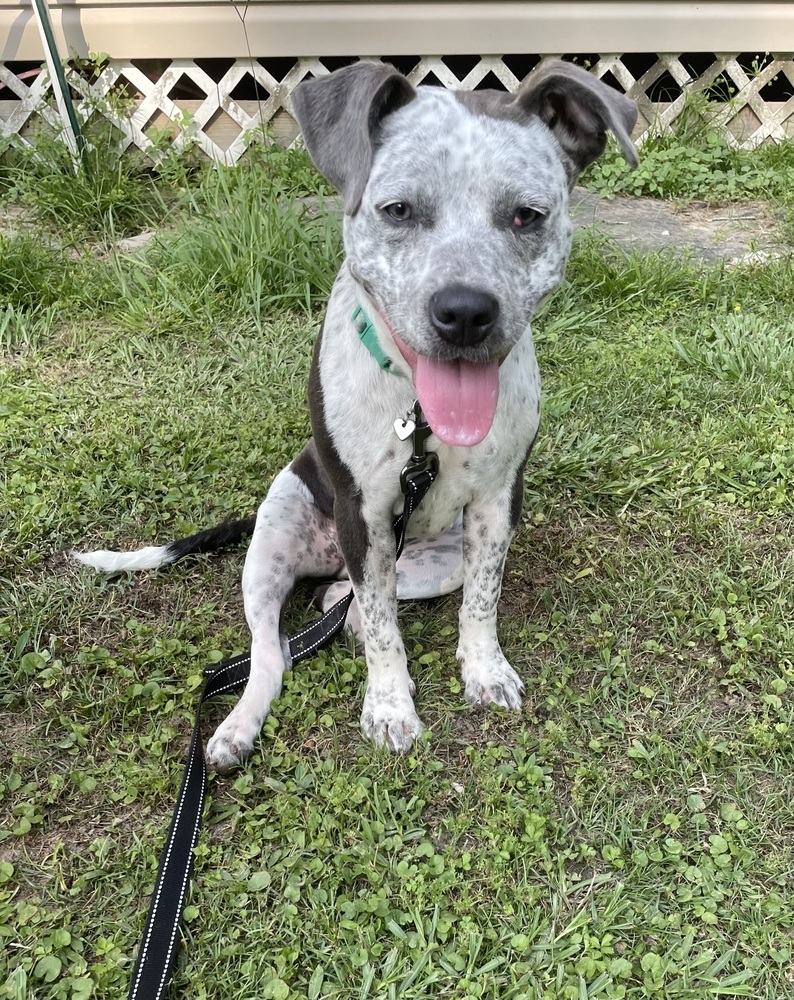 Gia G #A-137227/V-198, an adoptable Cattle Dog, Pit Bull Terrier in Mineville, NS, B2Z 1K8 | Photo Image 1