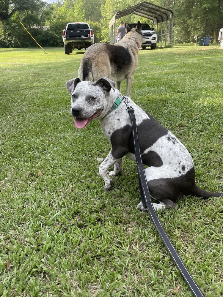 Gia G #A-137227/V-198, an adoptable Cattle Dog, Pit Bull Terrier in Mineville, NS, B2Z 1K8 | Photo Image 2