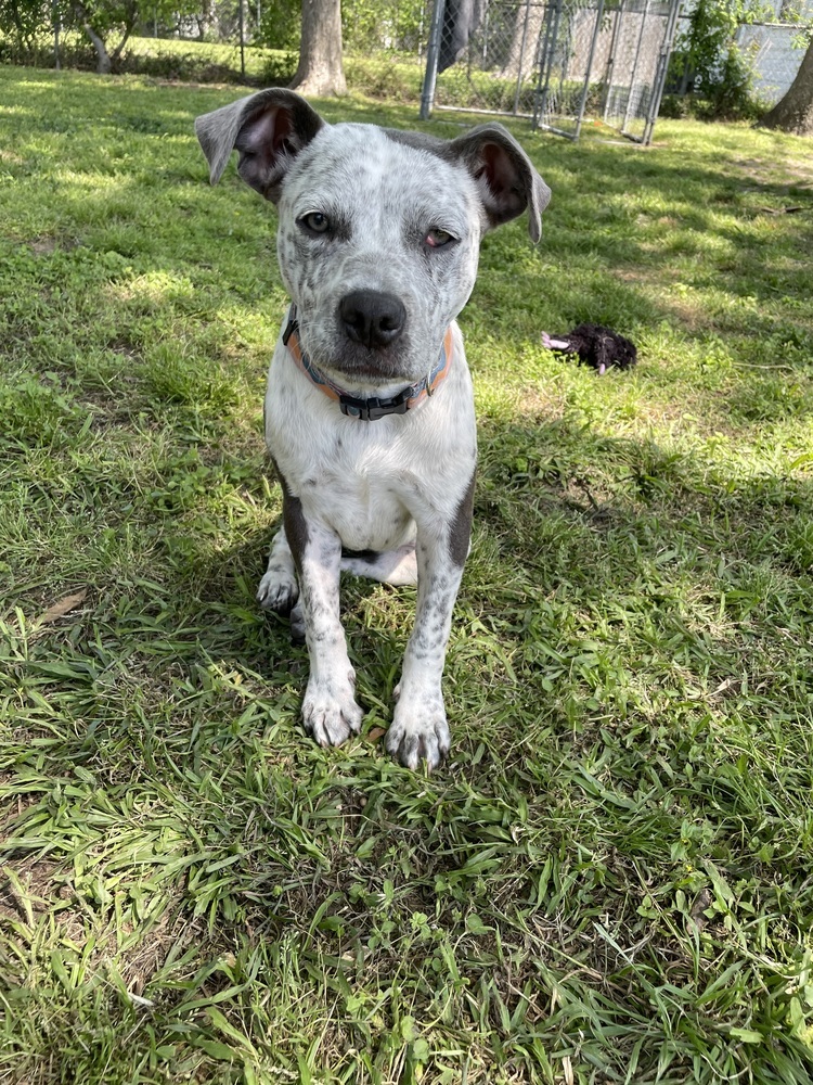 Gia G #A-137227/V-198, an adoptable Cattle Dog, Pit Bull Terrier in Mineville, NS, B2Z 1K8 | Photo Image 4