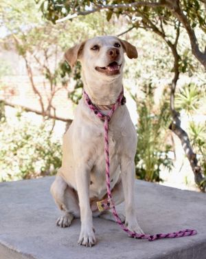 Name Alize Gender Female Breed Lab Mix About Alize - Meet Alize the brainy beauty whos ready to