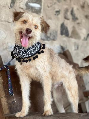 Meet Fredy Breed MalteseTerrier Mix Age 2 years old Sex Male Size Medium 33 lbs Color White 