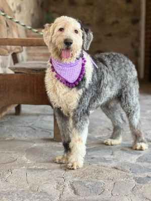 Meet Gala Breed Old English Sheepdog Age 3 years old Sex Female Size Large 595 lbs Color Gra