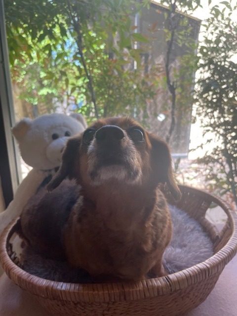 Bailey (BONDED W/JOLENE)
