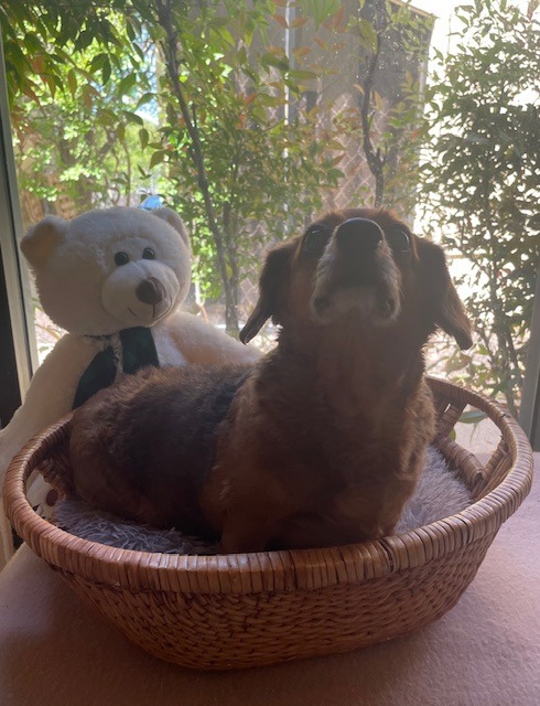 Bailey (BONDED W/JOLENE)