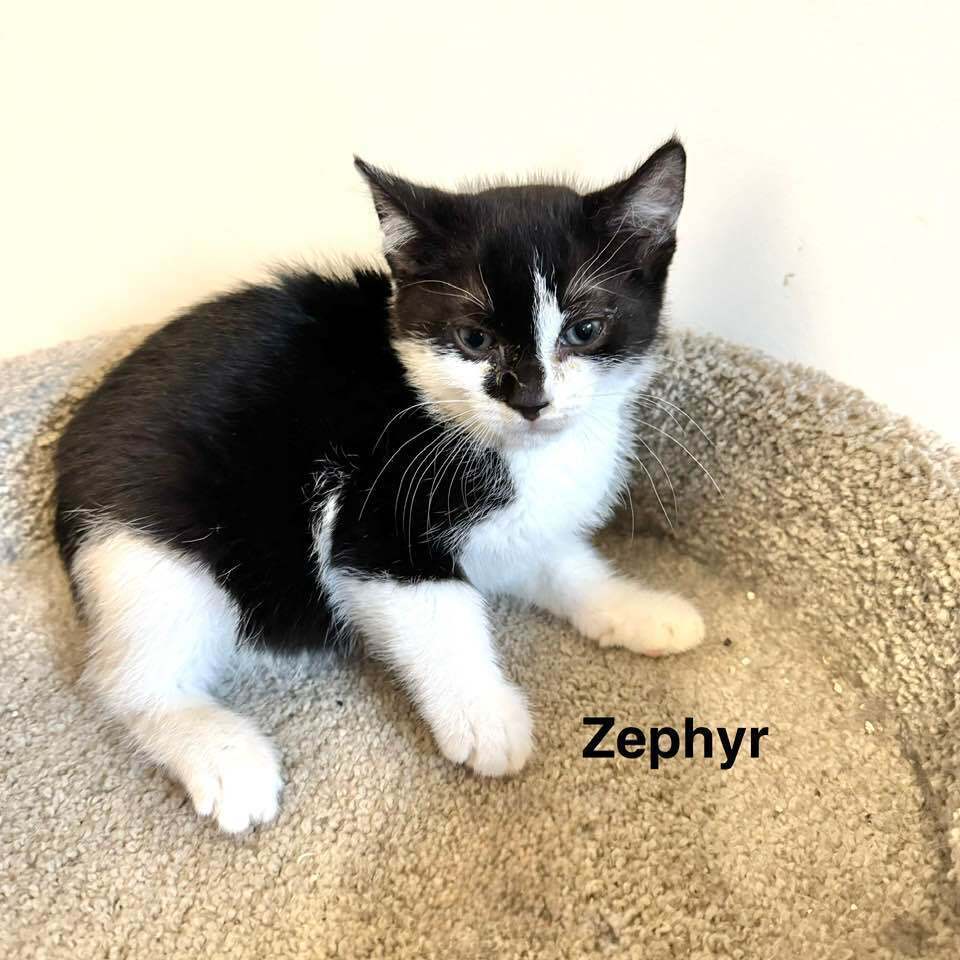 Zephyr