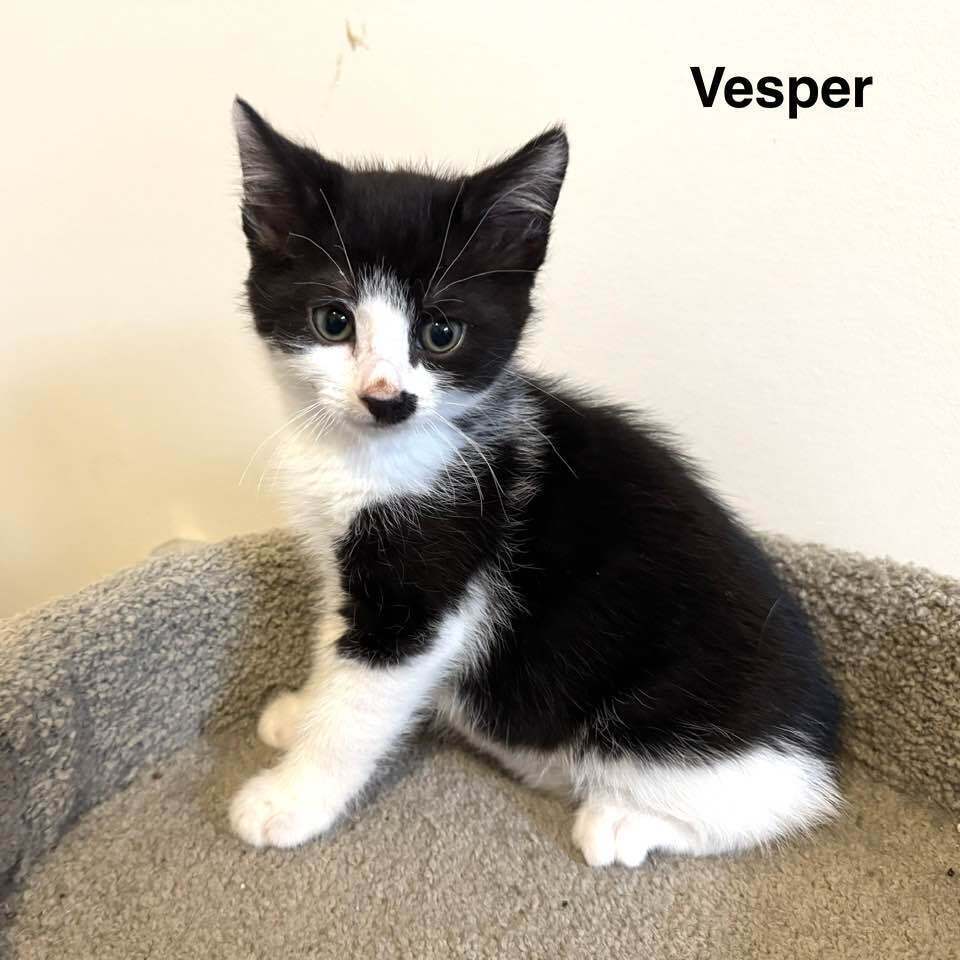 Vesper