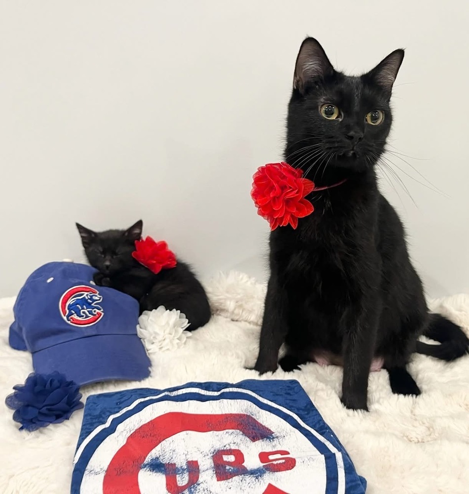 Cubbie Bear
