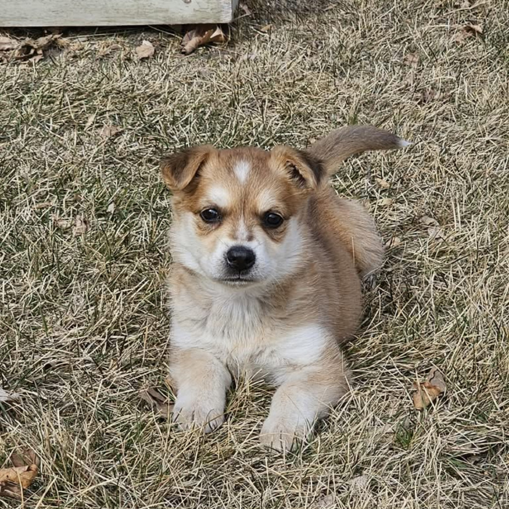 Zara, an adoptable Mixed Breed in Bismarck, ND, 58507 | Photo Image 1