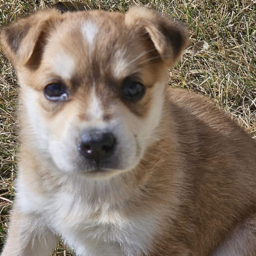 Zara, an adoptable Mixed Breed in Bismarck, ND, 58507 | Photo Image 2