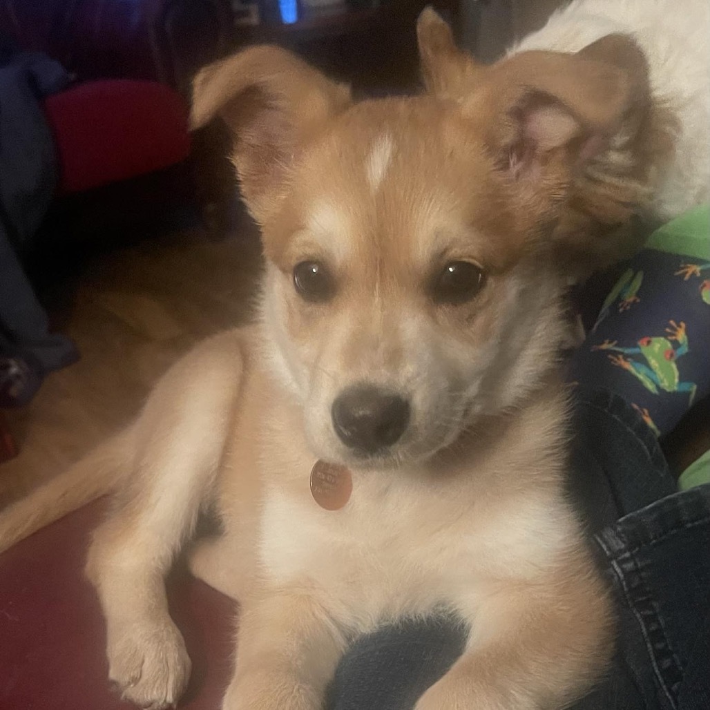 Zara, an adoptable Mixed Breed in Bismarck, ND, 58507 | Photo Image 4