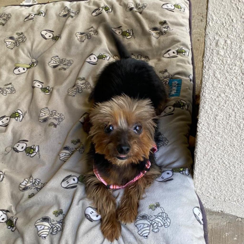 Leonardo, an adoptable Yorkshire Terrier in Laredo, TX, 78041 | Photo Image 1