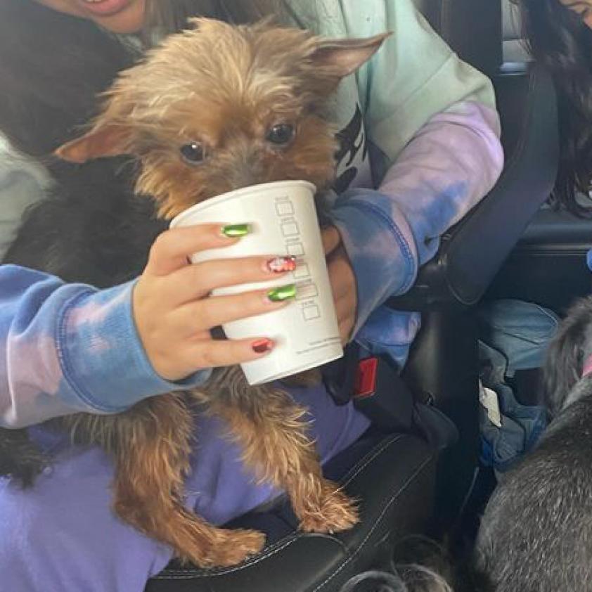 Leonardo, an adoptable Yorkshire Terrier in Laredo, TX, 78041 | Photo Image 2