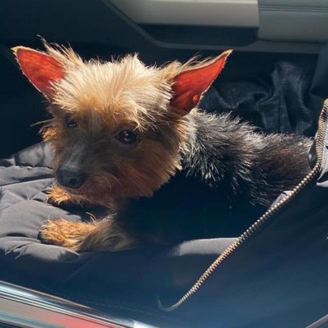 Leonardo, an adoptable Yorkshire Terrier in Laredo, TX, 78041 | Photo Image 3