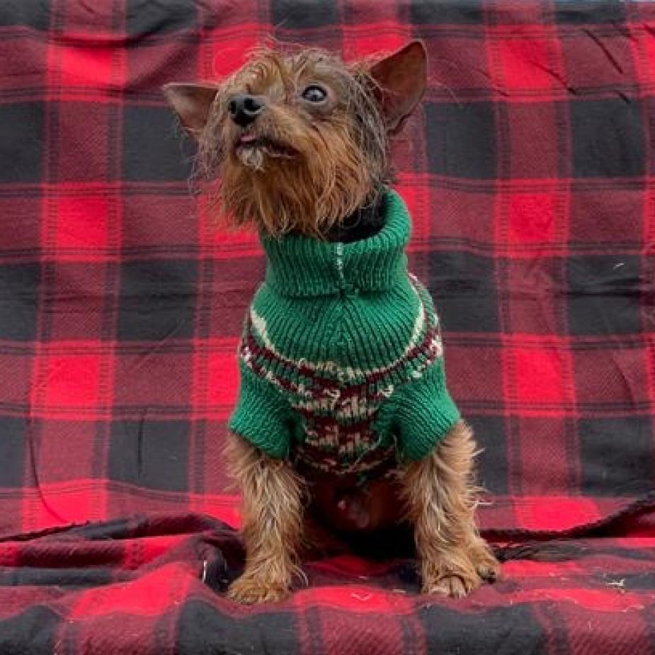 Leonardo, an adoptable Yorkshire Terrier in Laredo, TX, 78041 | Photo Image 4