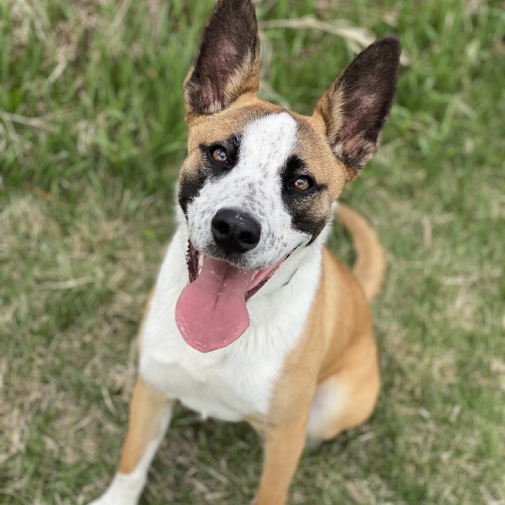 Opie