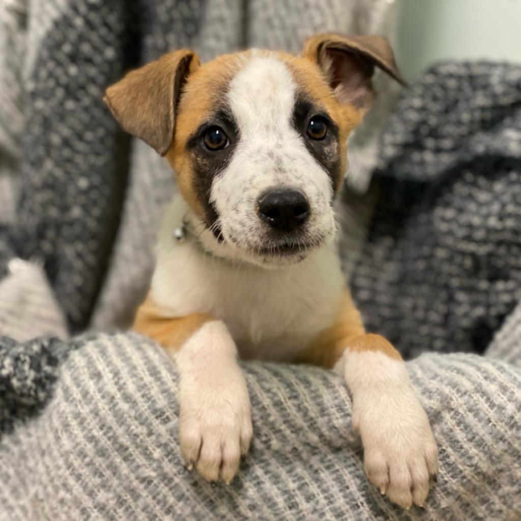 Opie