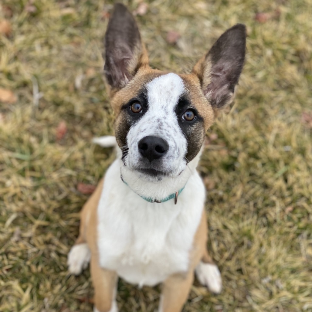Opie