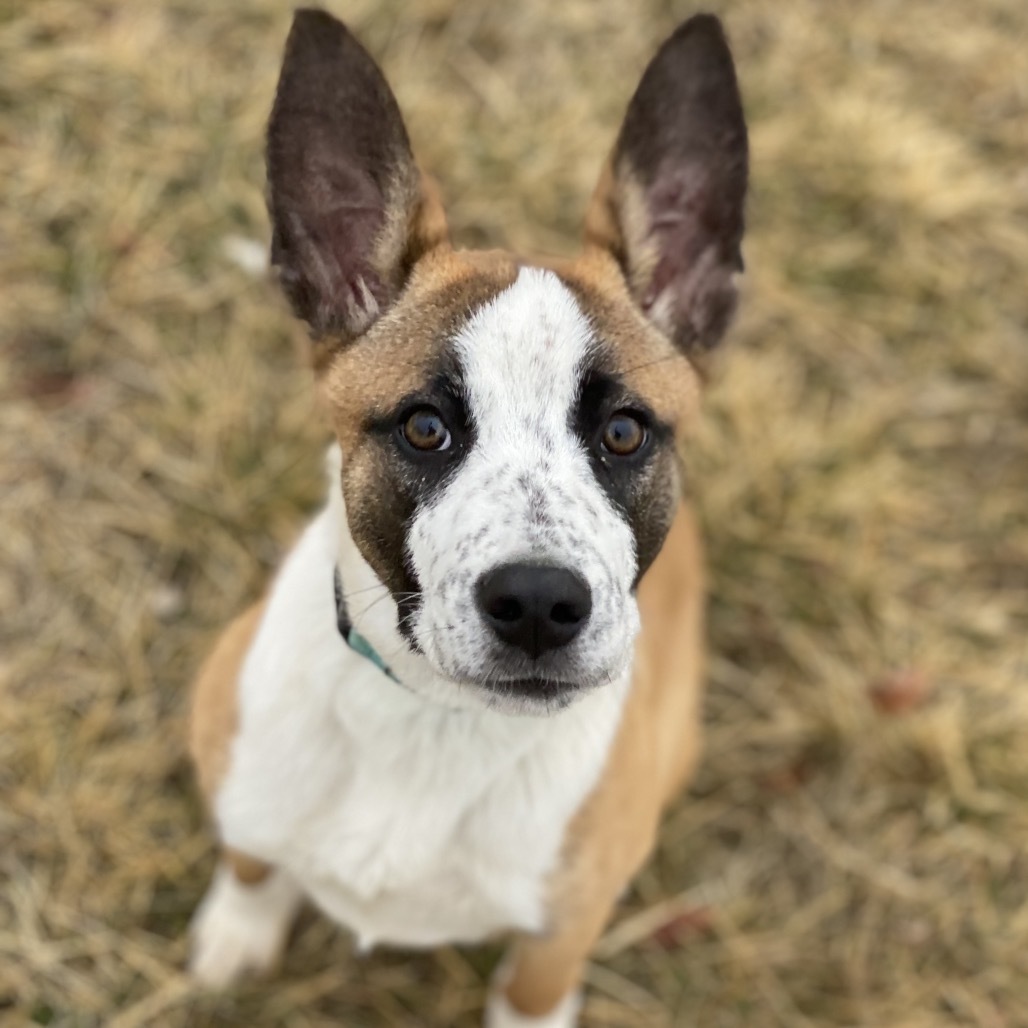 Opie