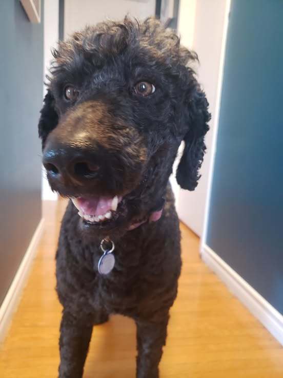 Moco, an adoptable Standard Poodle in Winnipeg, MB, R2C 1E9 | Photo Image 1