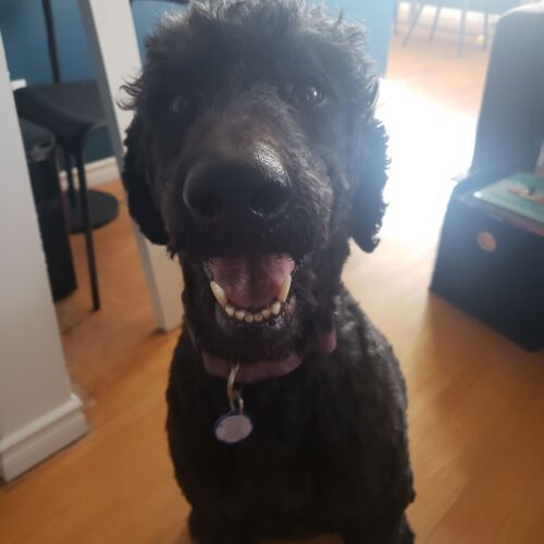 Moco, an adoptable Standard Poodle in Winnipeg, MB, R2C 1E9 | Photo Image 2