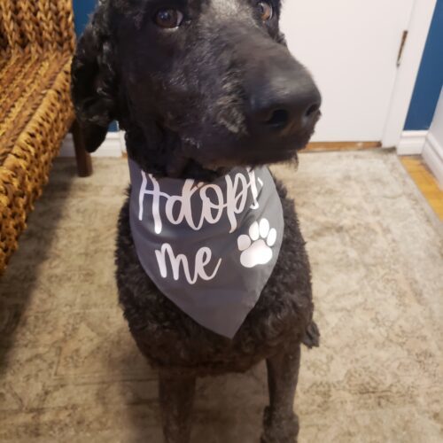 Moco, an adoptable Standard Poodle in Winnipeg, MB, R2C 1E9 | Photo Image 3