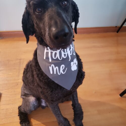 Moco, an adoptable Standard Poodle in Winnipeg, MB, R2C 1E9 | Photo Image 4