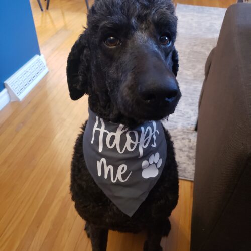 Moco, an adoptable Standard Poodle in Winnipeg, MB, R2C 1E9 | Photo Image 5