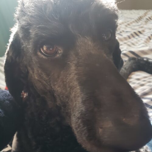 Moco, an adoptable Standard Poodle in Winnipeg, MB, R2C 1E9 | Photo Image 6