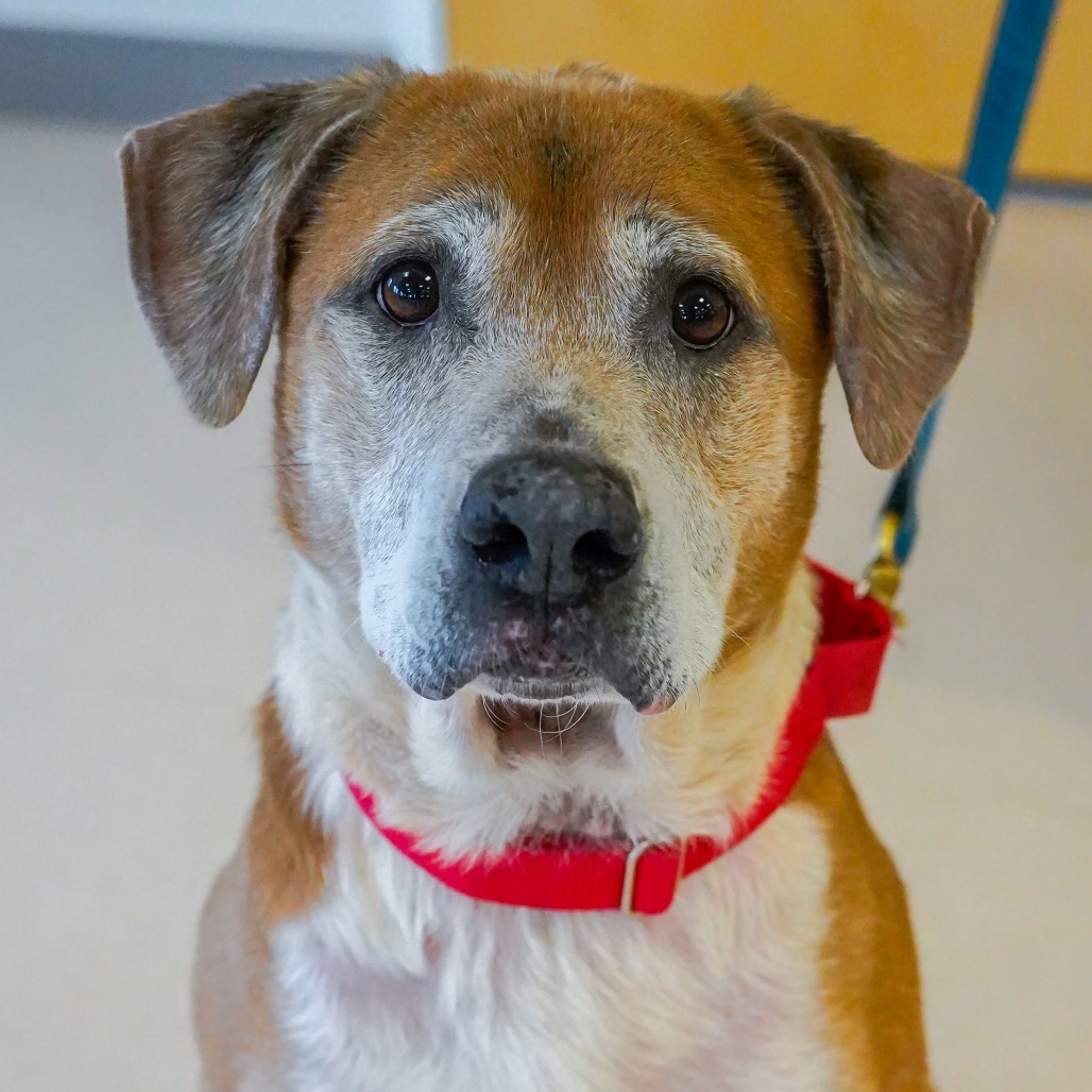 Charles, an adoptable Labrador Retriever, Pit Bull Terrier in Thomaston, ME, 04861 | Photo Image 1