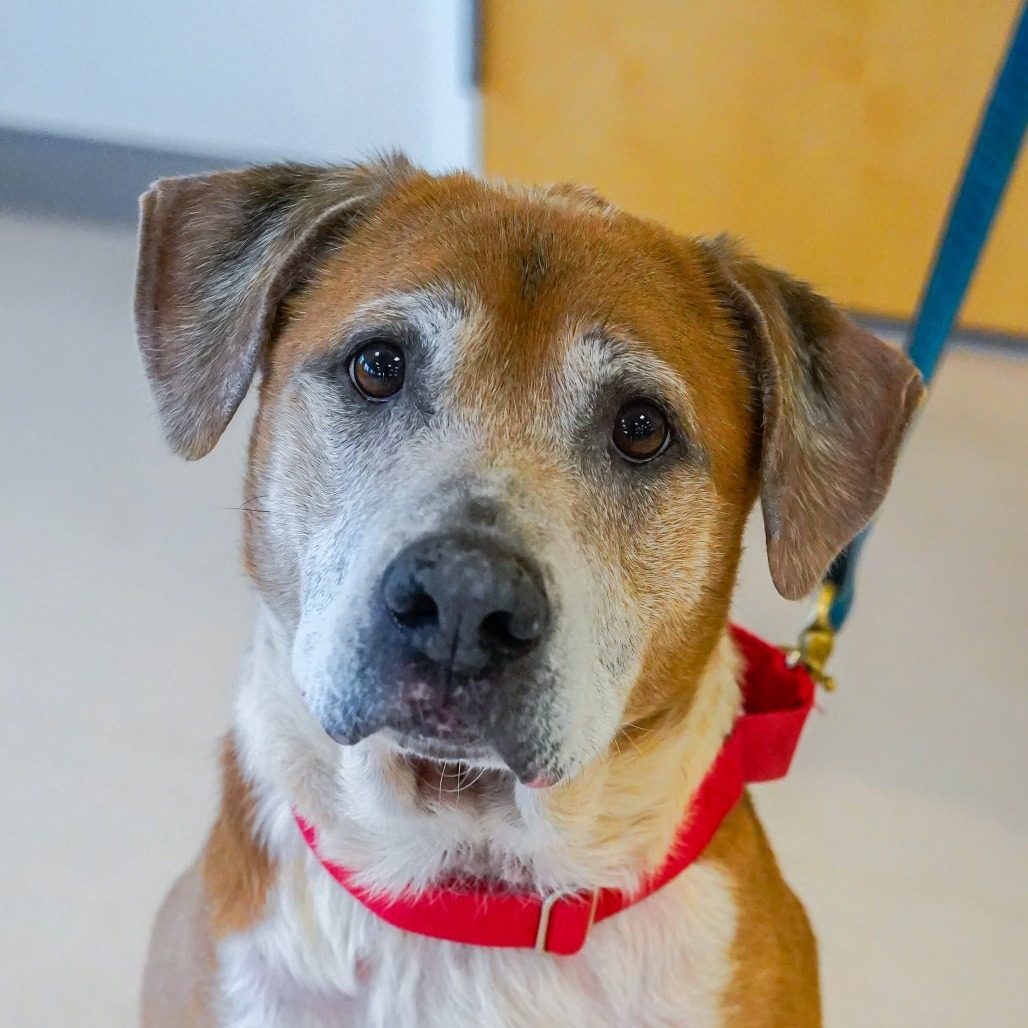 Charles, an adoptable Labrador Retriever, Pit Bull Terrier in Thomaston, ME, 04861 | Photo Image 2