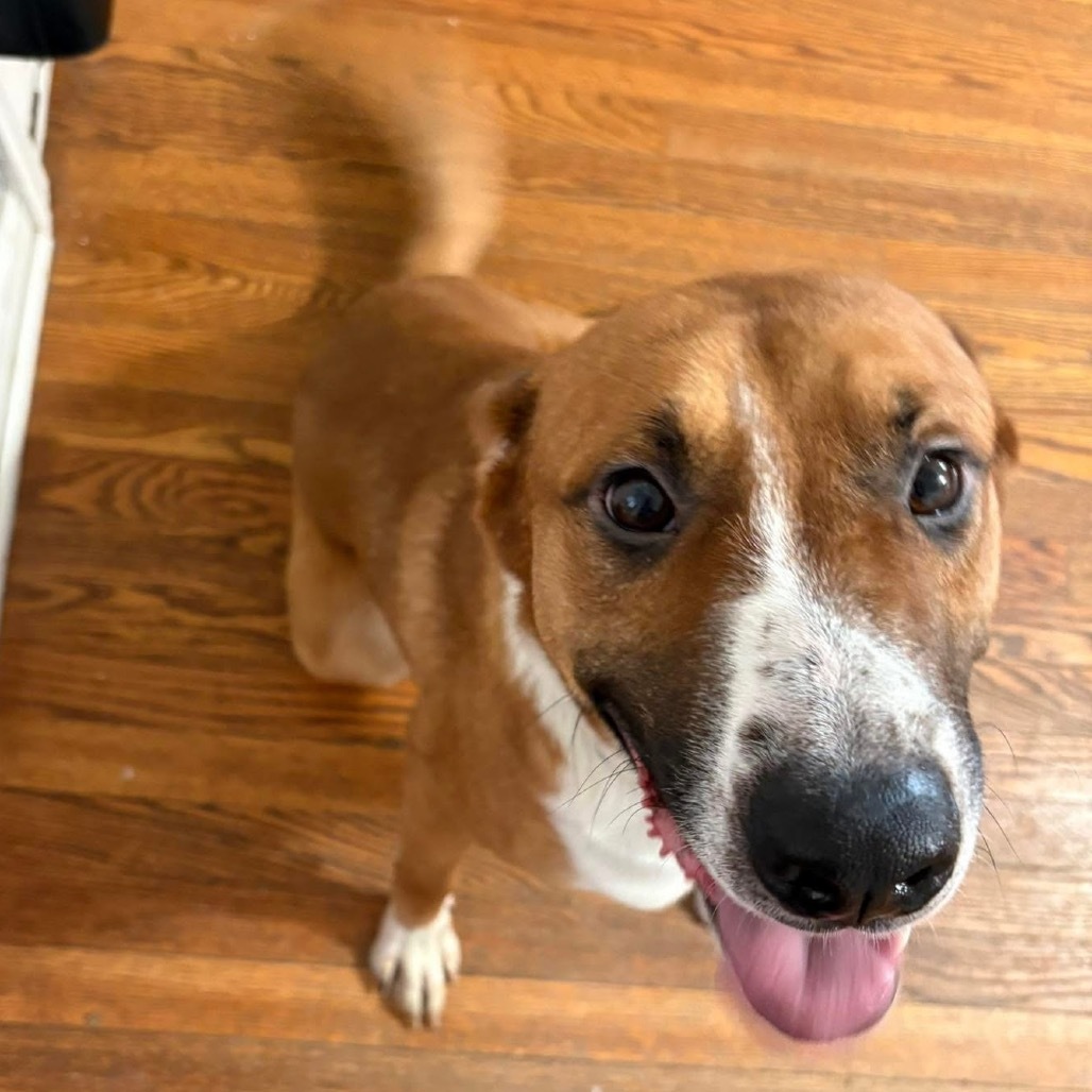 Gamby, an adoptable Shepherd, Basenji in Peculiar, MO, 64078 | Photo Image 3