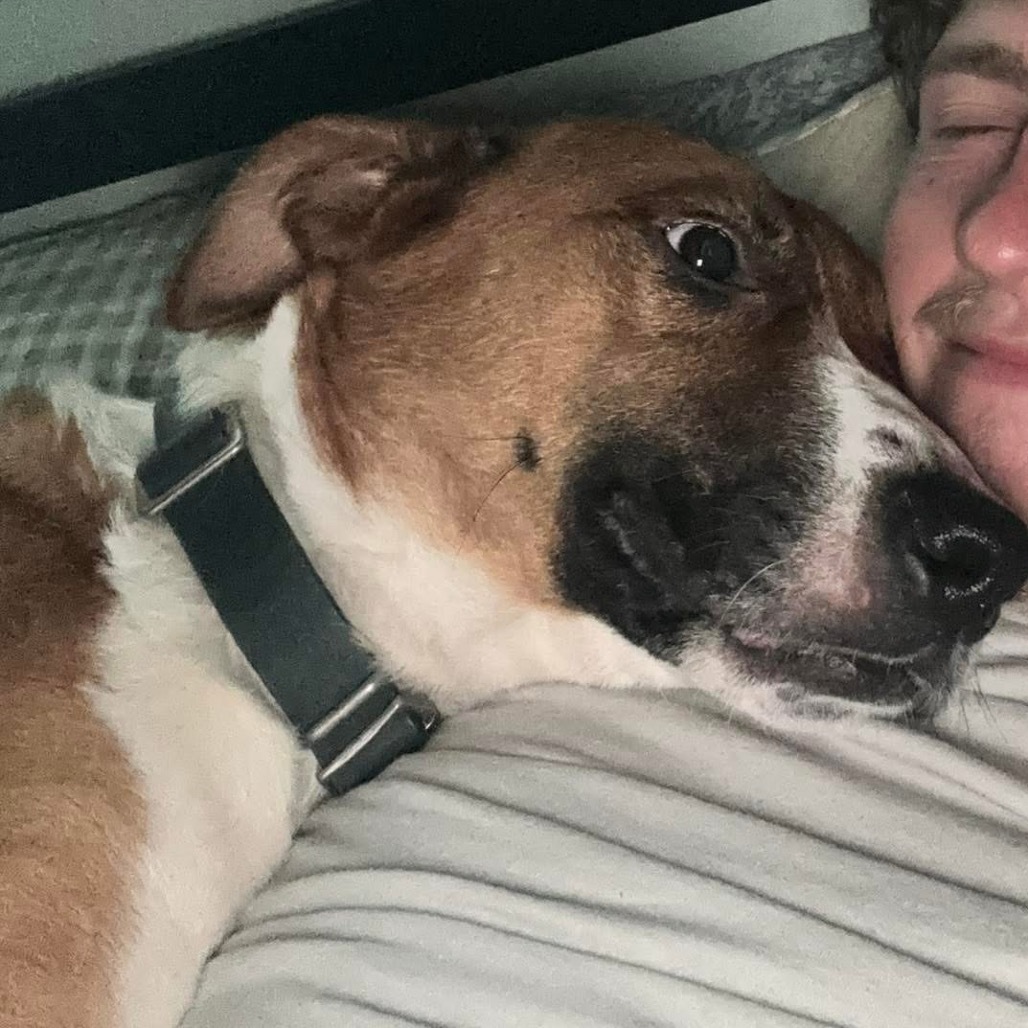 Gamby, an adoptable Shepherd, Basenji in Peculiar, MO, 64078 | Photo Image 4