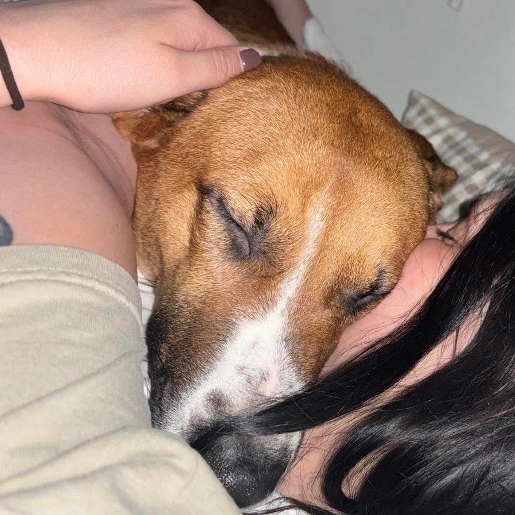 Gamby, an adoptable Shepherd, Basenji in Peculiar, MO, 64078 | Photo Image 5