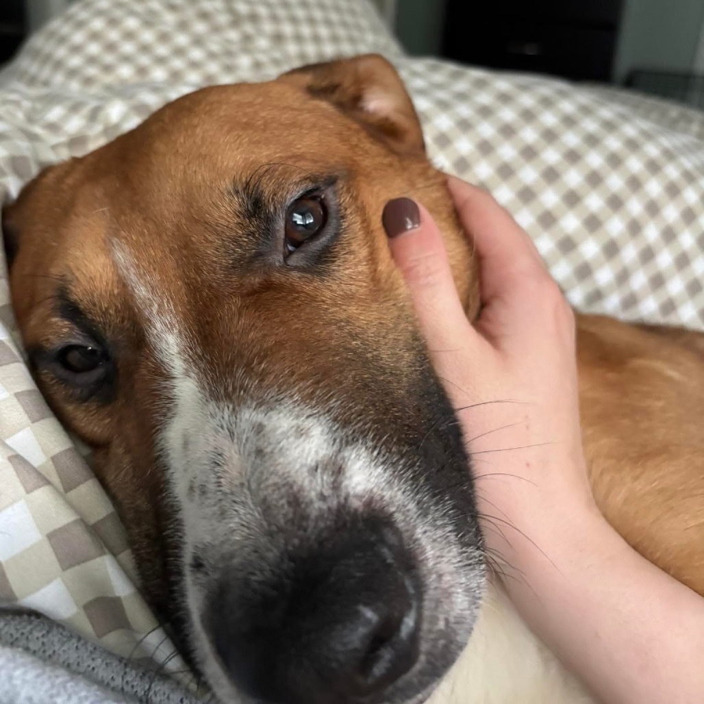 Gamby, an adoptable Shepherd, Basenji in Peculiar, MO, 64078 | Photo Image 7