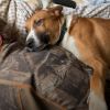 Gamby photo 6