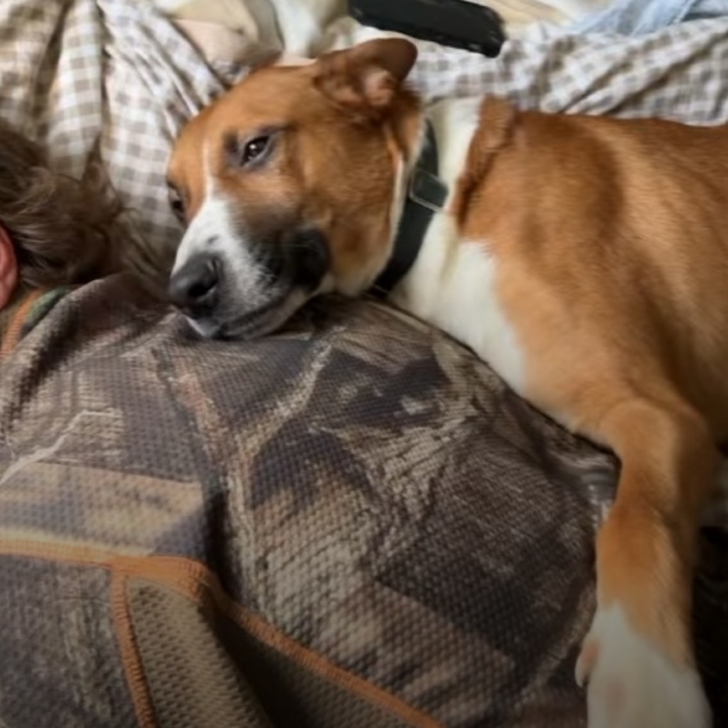 Gamby, an adoptable Shepherd, Basenji in Peculiar, MO, 64078 | Photo Image 9