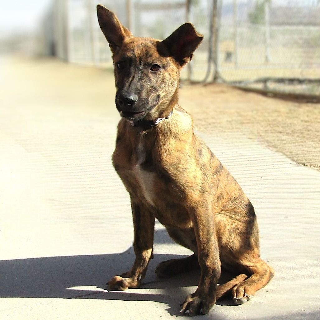 Finn, an adoptable Mixed Breed in Las Cruces, NM, 88012 | Photo Image 1
