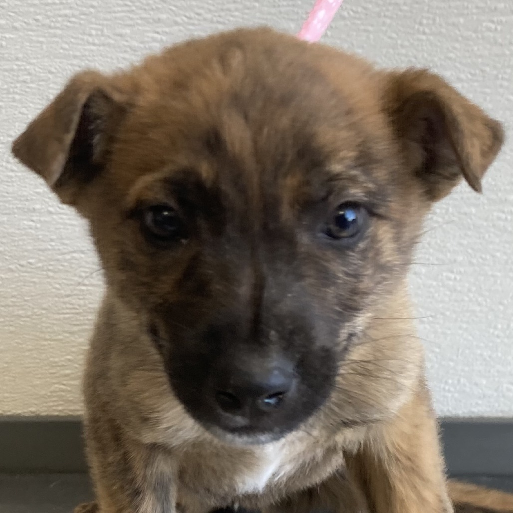 Finn, an adoptable Mixed Breed in Las Cruces, NM, 88012 | Photo Image 2