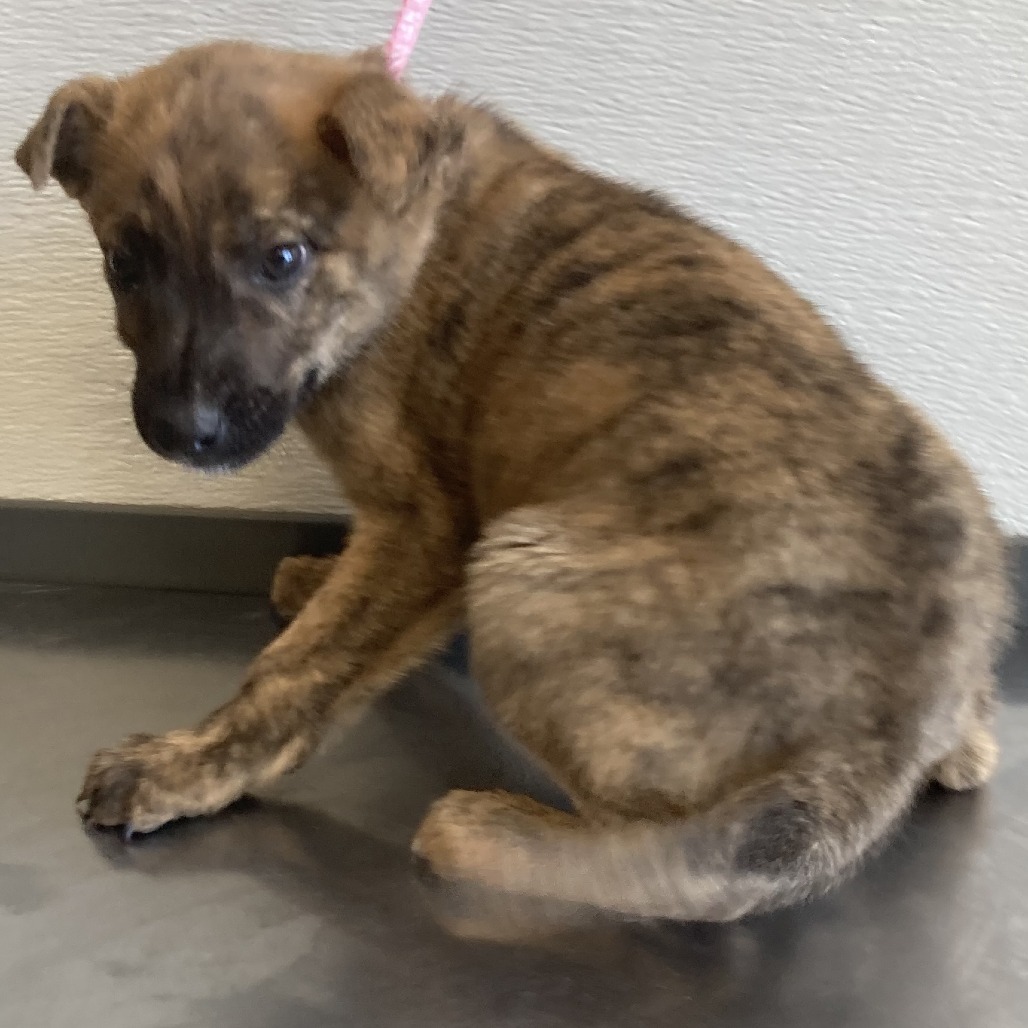 Finn, an adoptable Mixed Breed in Las Cruces, NM, 88012 | Photo Image 3