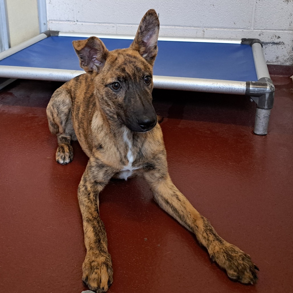Finn, an adoptable Mixed Breed in Las Cruces, NM, 88012 | Photo Image 4