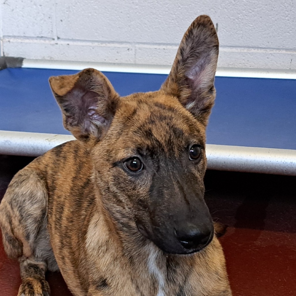 Finn, an adoptable Mixed Breed in Las Cruces, NM, 88012 | Photo Image 5