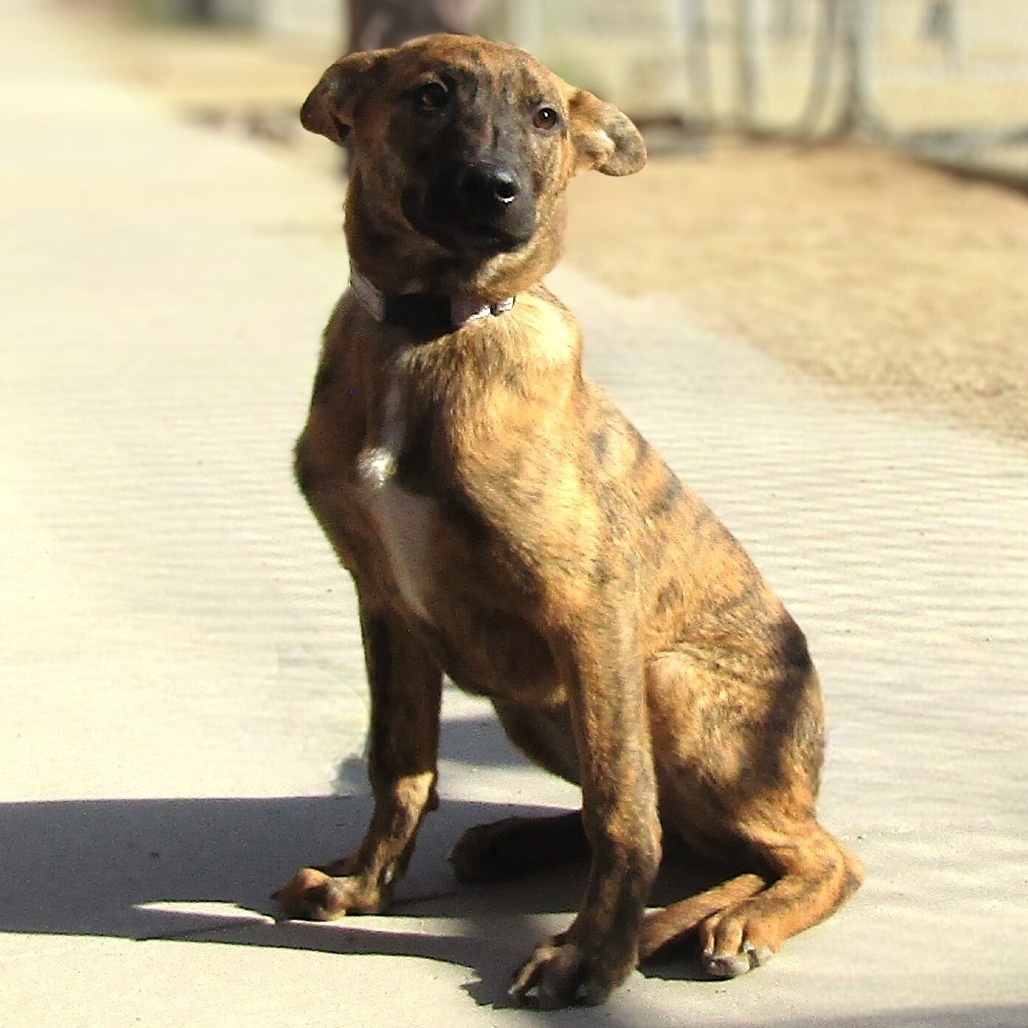 Finn, an adoptable Mixed Breed in Las Cruces, NM, 88012 | Photo Image 6