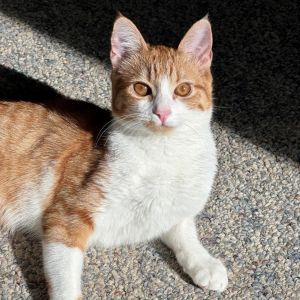 Princess, Adult Female Domestic Short Hair