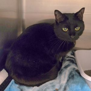 Bristol came to FFF after her beloved mom passed away Shes a bit nervous at first and will hide an