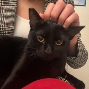 Zozo - Sweet Sassy and Full of Secrets Zozo was rescued from my work parking l