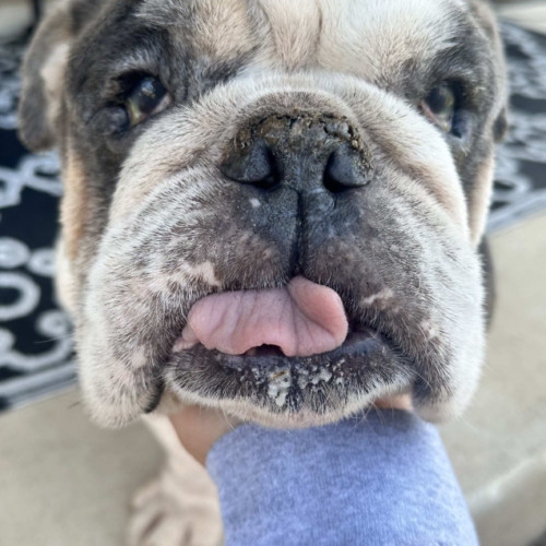 Watson