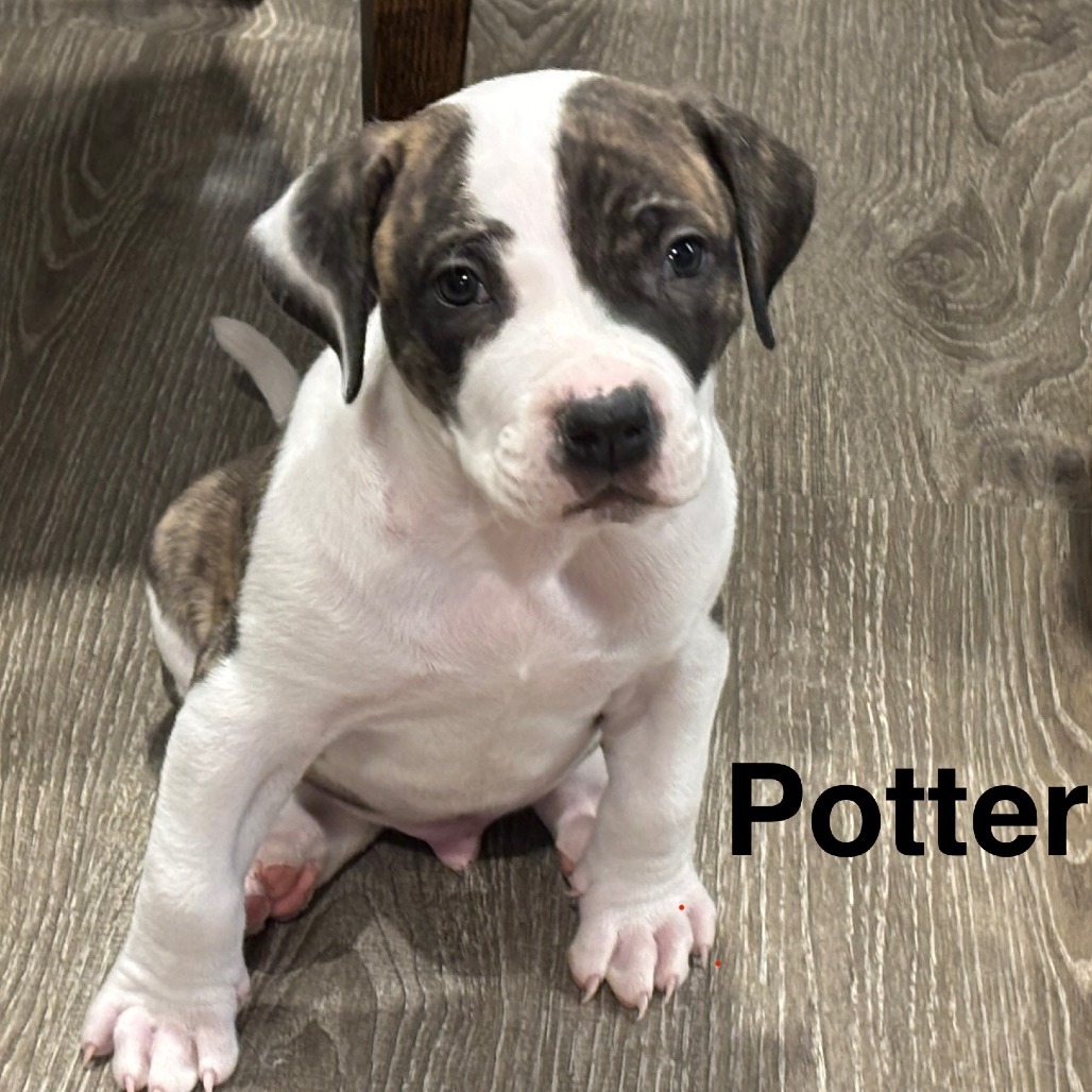 Potter