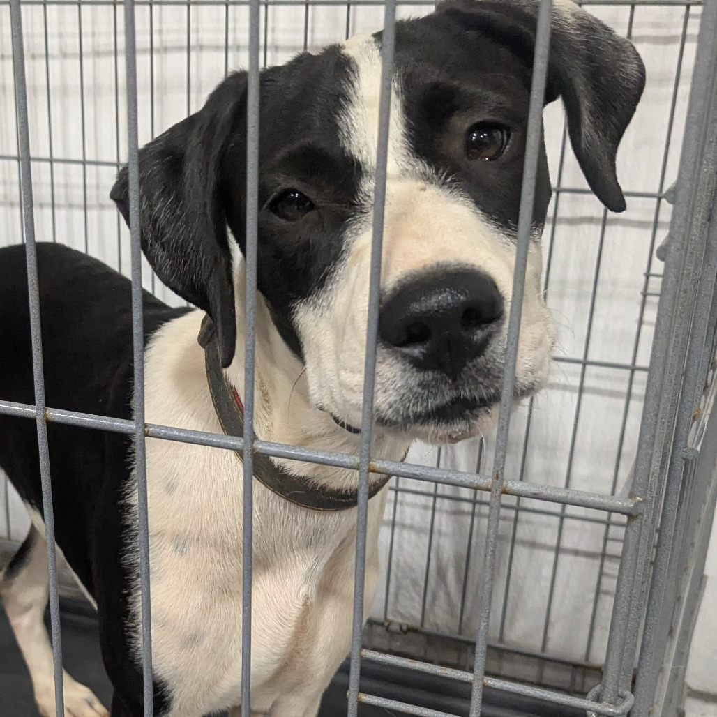 Jasper(Gemstones Litter), an adoptable Boxer, Feist in Lenoir, NC, 28645 | Photo Image 1